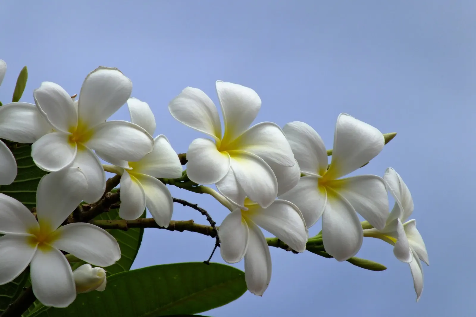 Frangipani (Plumeria Acuminata 'Pink') — spanning about 2 to 4 inches across