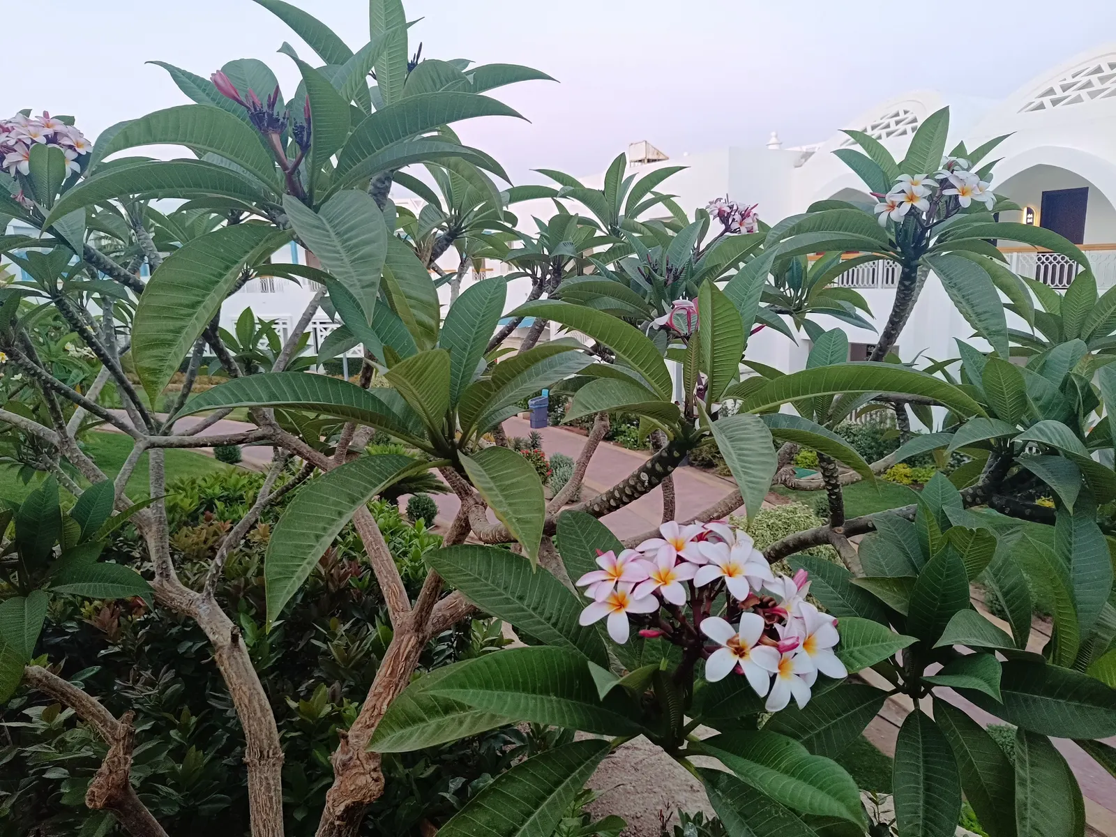 Frangipani (Plumeria Acuminata 'Pink') — vibrant pink blossoms and leathery leaves; each petal delicately graduating to a pale yellow at the center