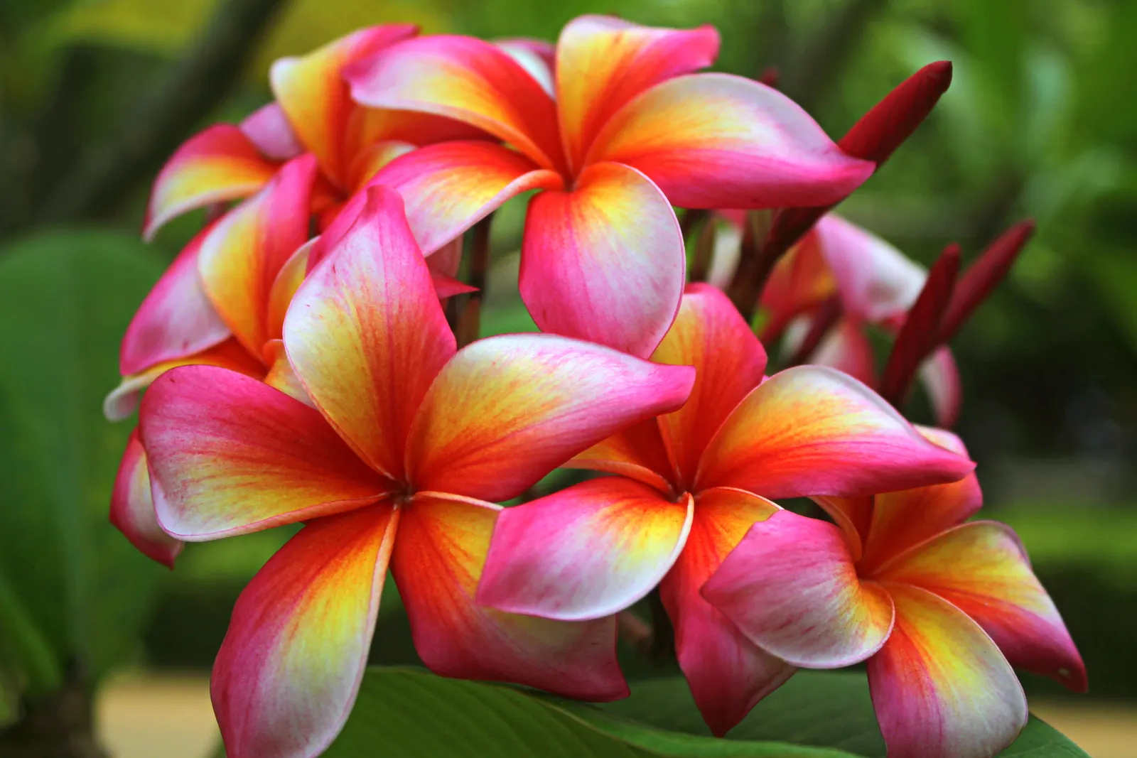 Frangipani (Plumeria Acuminata 'Pink') — adding an element of dynamic wildlife to their garden