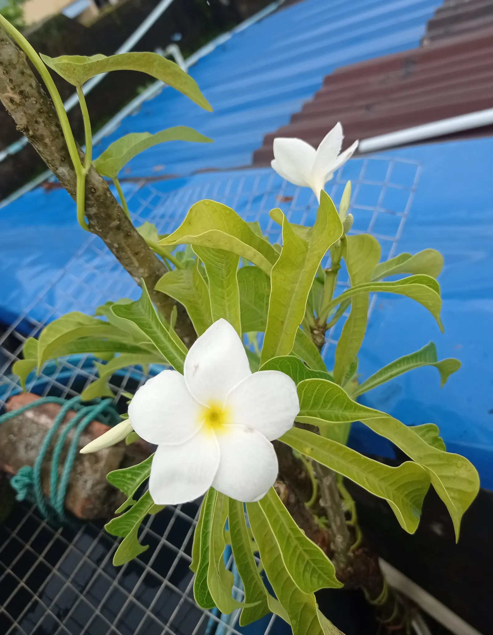Frangipani (Plumeria Acuminata 'Pink') — Ideal for warm, sunny borders or as a specimen plant; vibrant pink blossoms and leathery leaves
