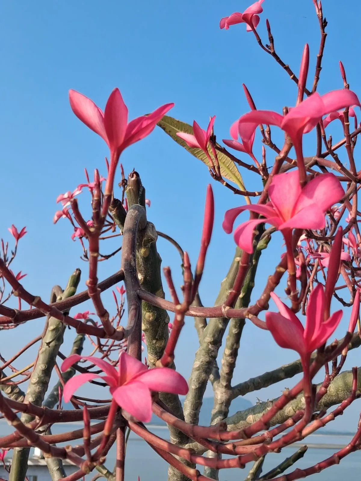 Frangipani (Plumeria Acuminata 'Pink') — shrub / tree with pink blooms