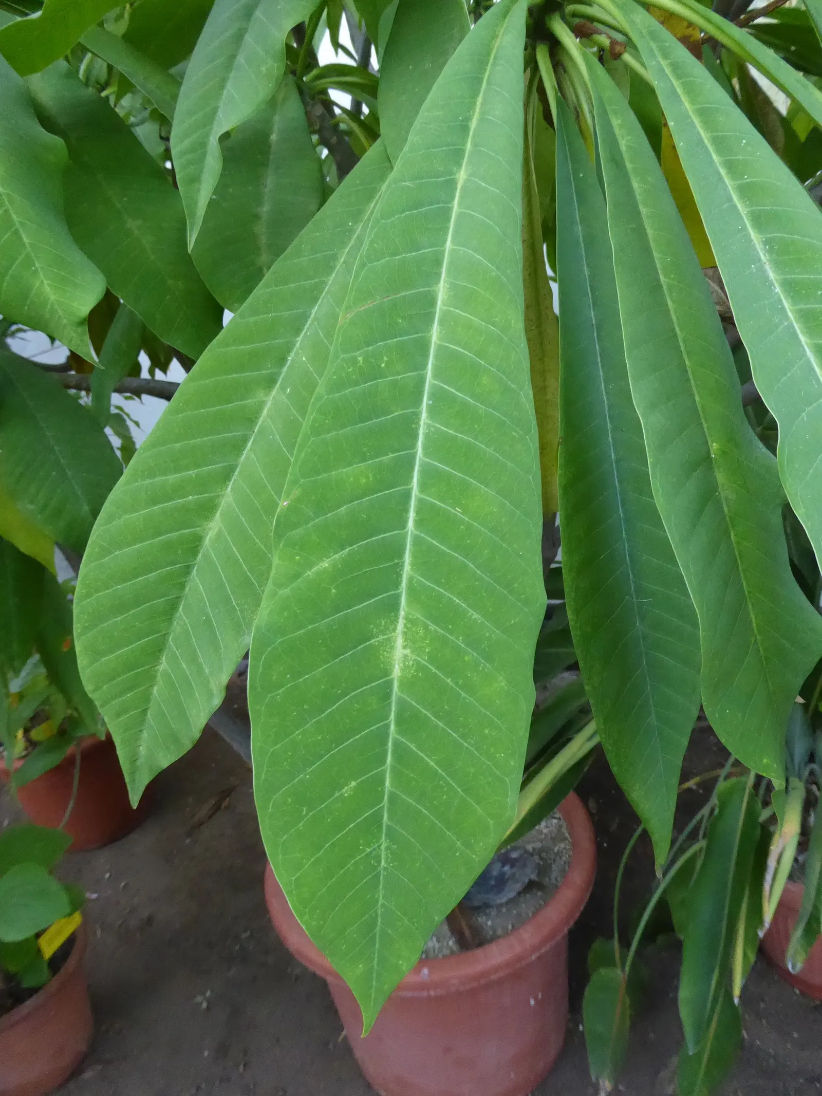 Frangipani (Plumeria Acuminata 'Pink') — Blooms prolifically in summer, attracting pollinators