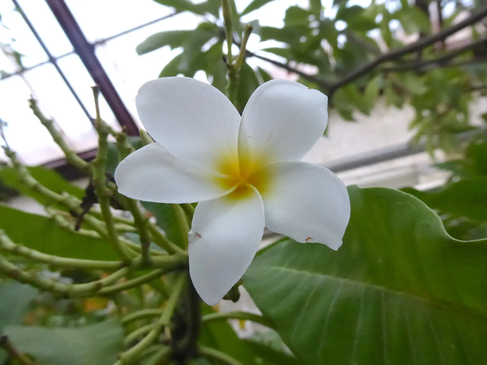 Frangipani (Plumeria Acuminata 'Pink') — is a captivating tropical specimen renowned for its exquisite blooms and sweet fragrance
