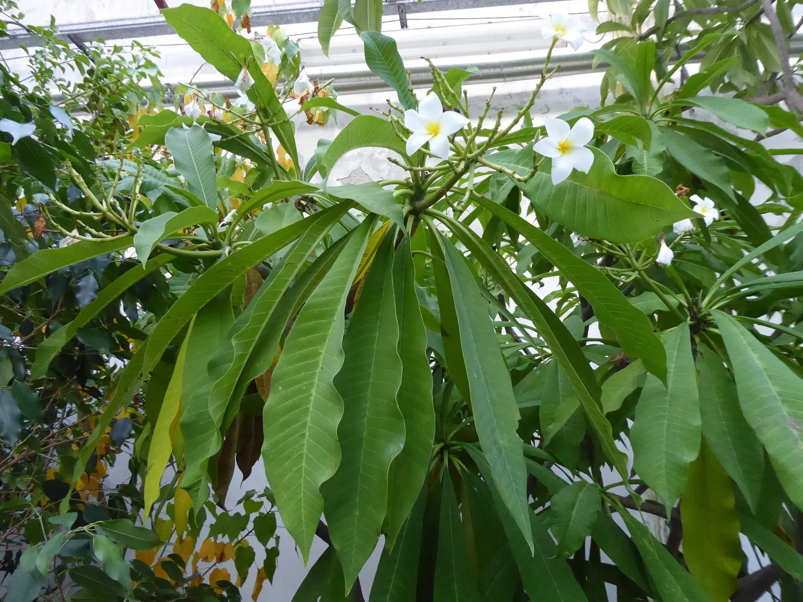 Frangipani (Plumeria Acuminata 'Pink') — is an evergreen tropical shrub known for fragrant