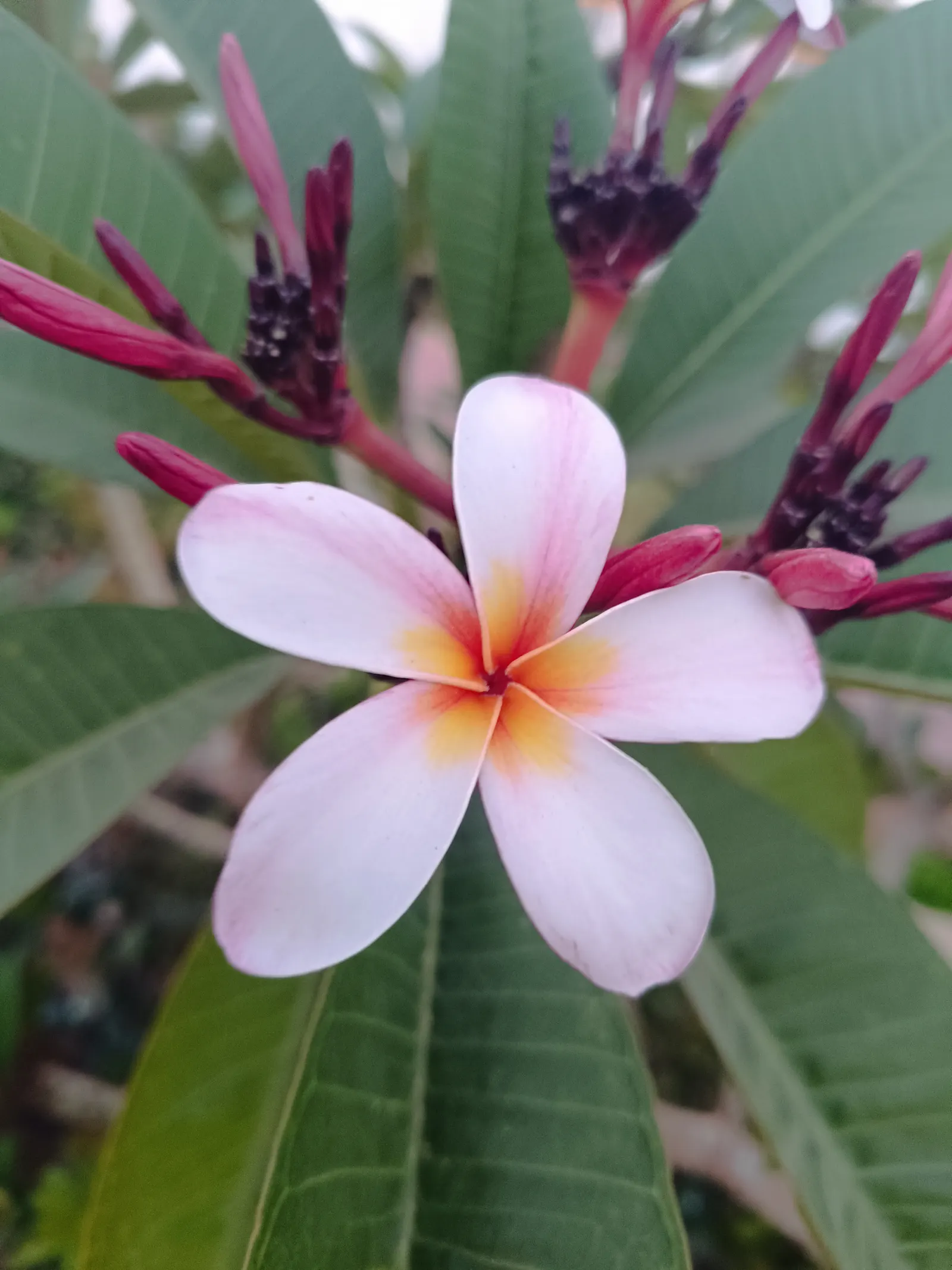 Frangipani (Plumeria Acuminata 'Pink') — where temperatures remain above 40&deg;F year-round