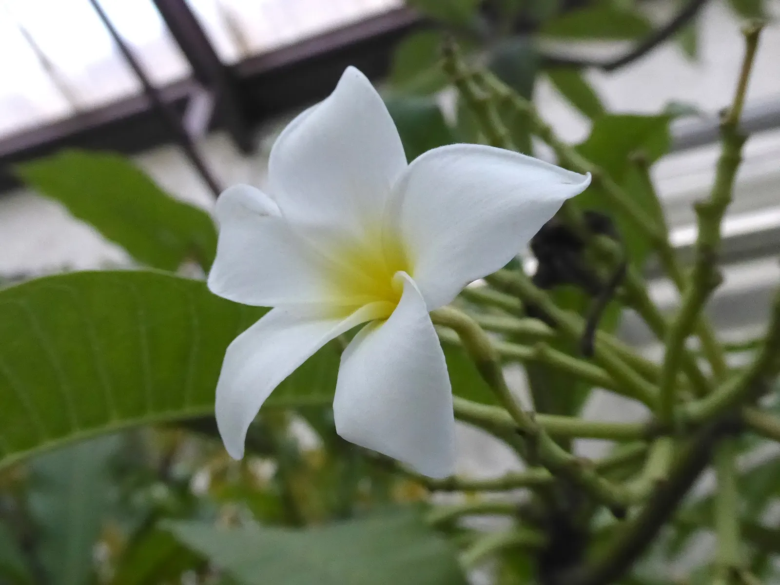 Frangipani (Plumeria Acuminata 'Pink') — Ideal for warm, sunny borders or as a specimen plant