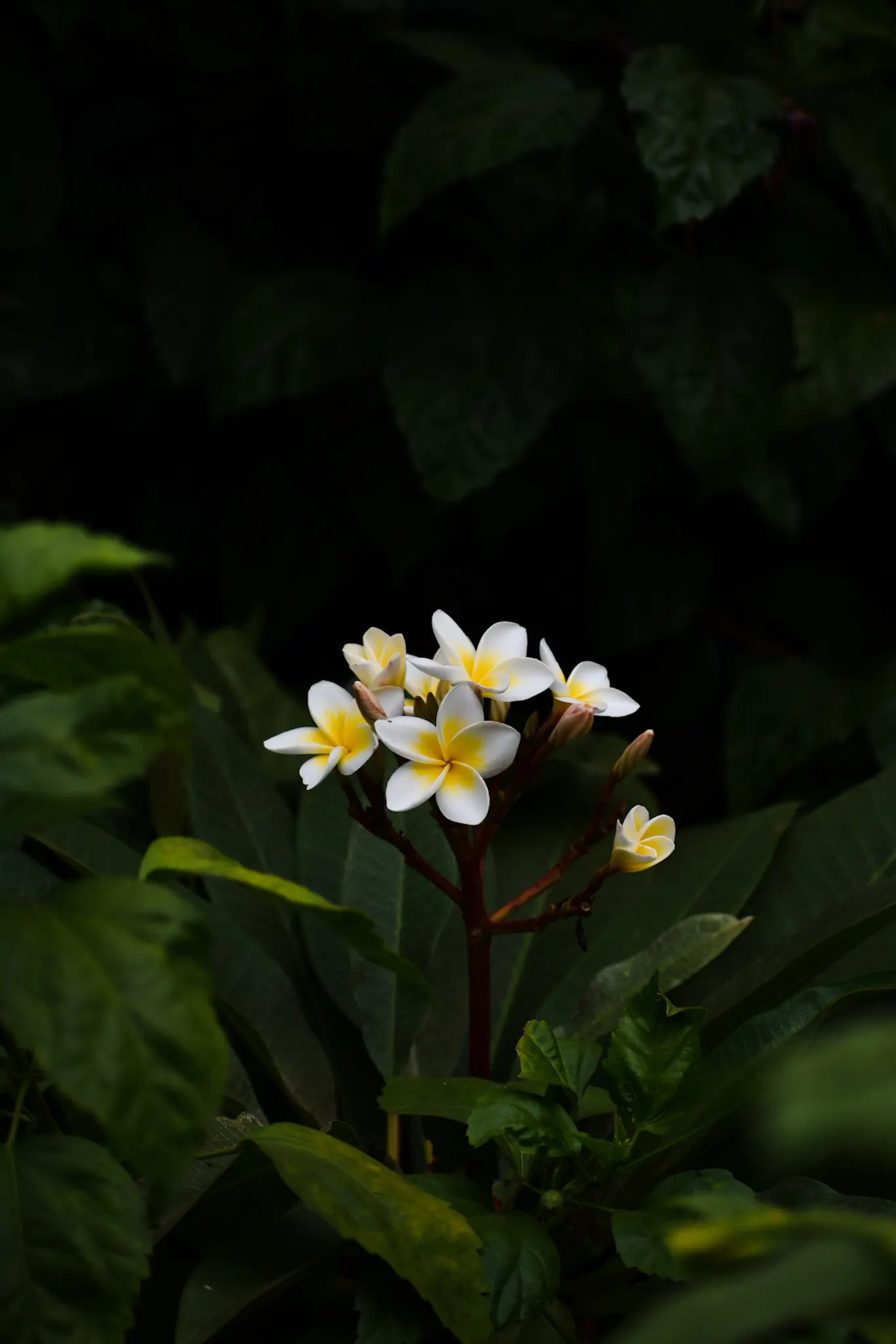 Frangipani (Plumeria Acuminata 'Pink') — shrub / tree for full or half