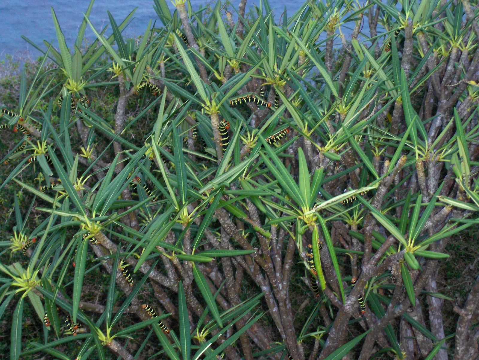 Frangipani (Plumeria Acuminata 'Pink') — Drought-resistant once established