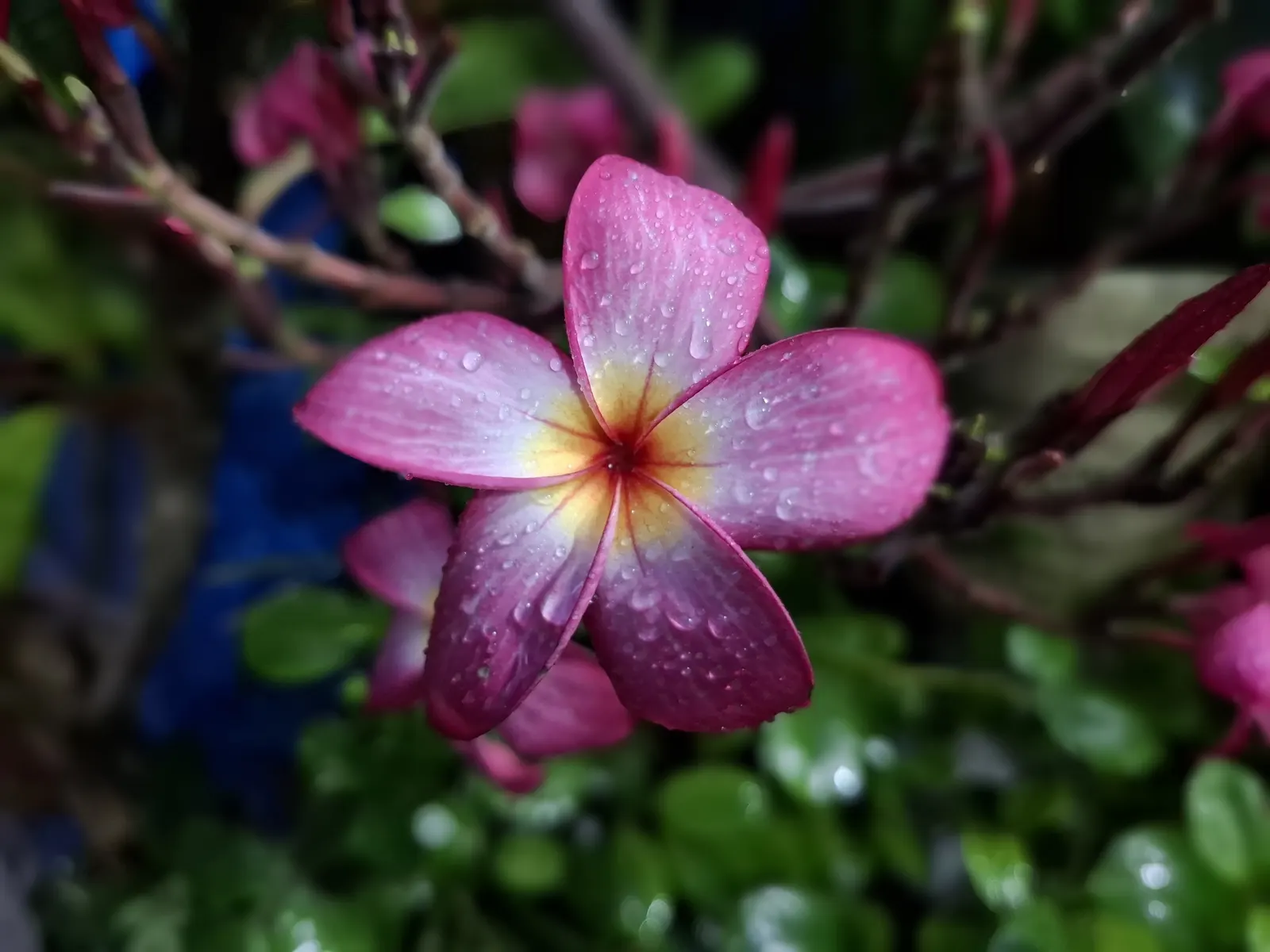 Frangipani (Plumeria Acuminata 'Pink') — fleshy branches and a robust