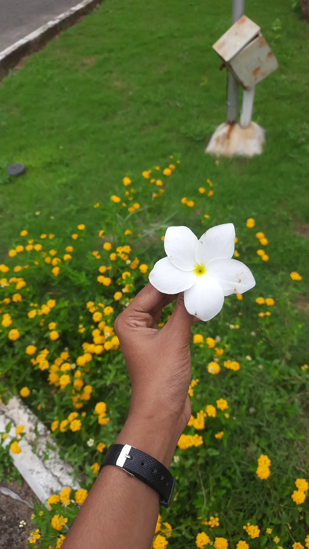 Frangipani (Plumeria Acuminata 'Pink') — Clients will appreciate its low maintenance requirements and its ability to attract butterflies