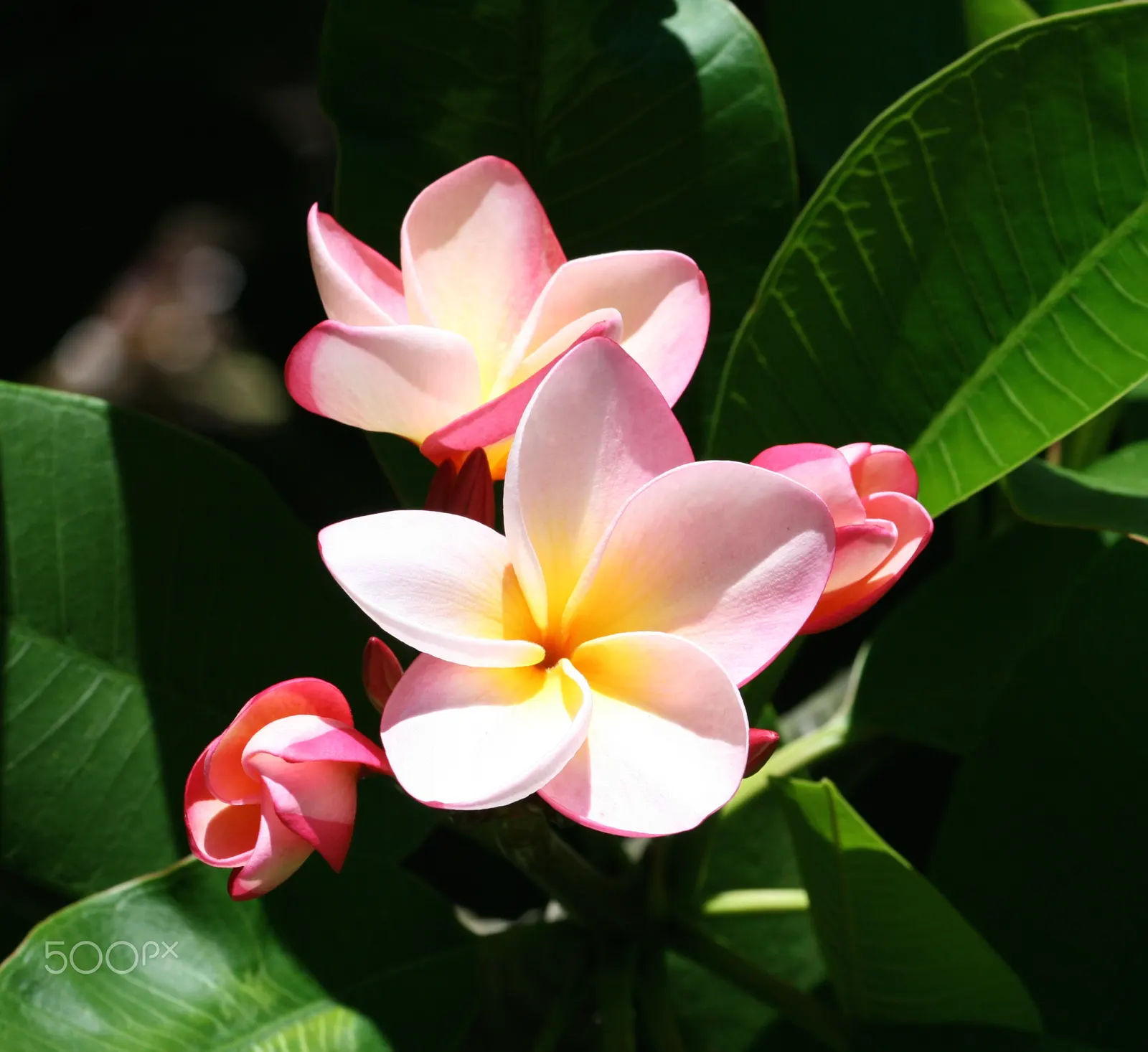 Frangipani (Plumeria Acuminata 'Pink') — This variety showcases lush clusters of soft pink flowers