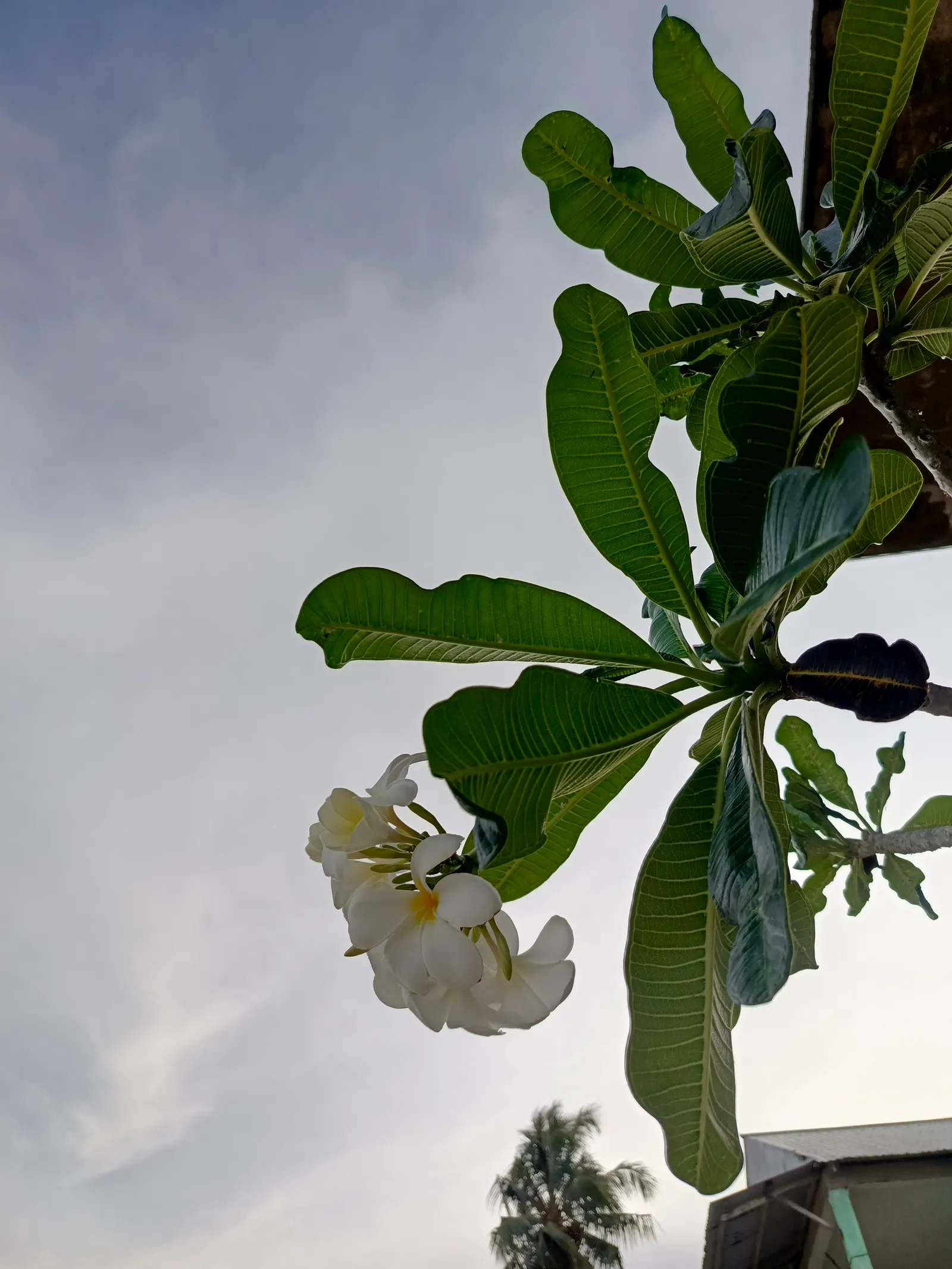Frangipani (Plumeria Acuminata 'Pink') — Adds exotic charm to any landscape design with its alluring scent and striking appearance