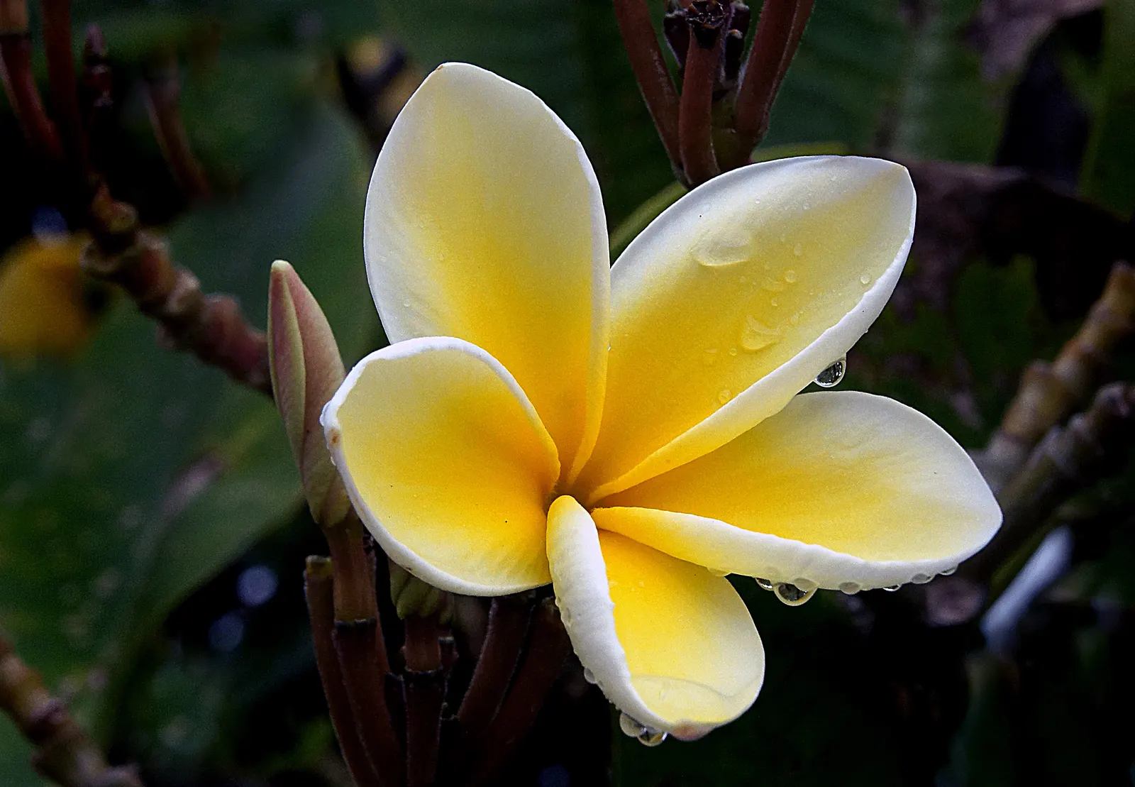 Frangipani (Plumeria Acuminata 'Pink') — creating a striking visual display from early summer until the onset of fall