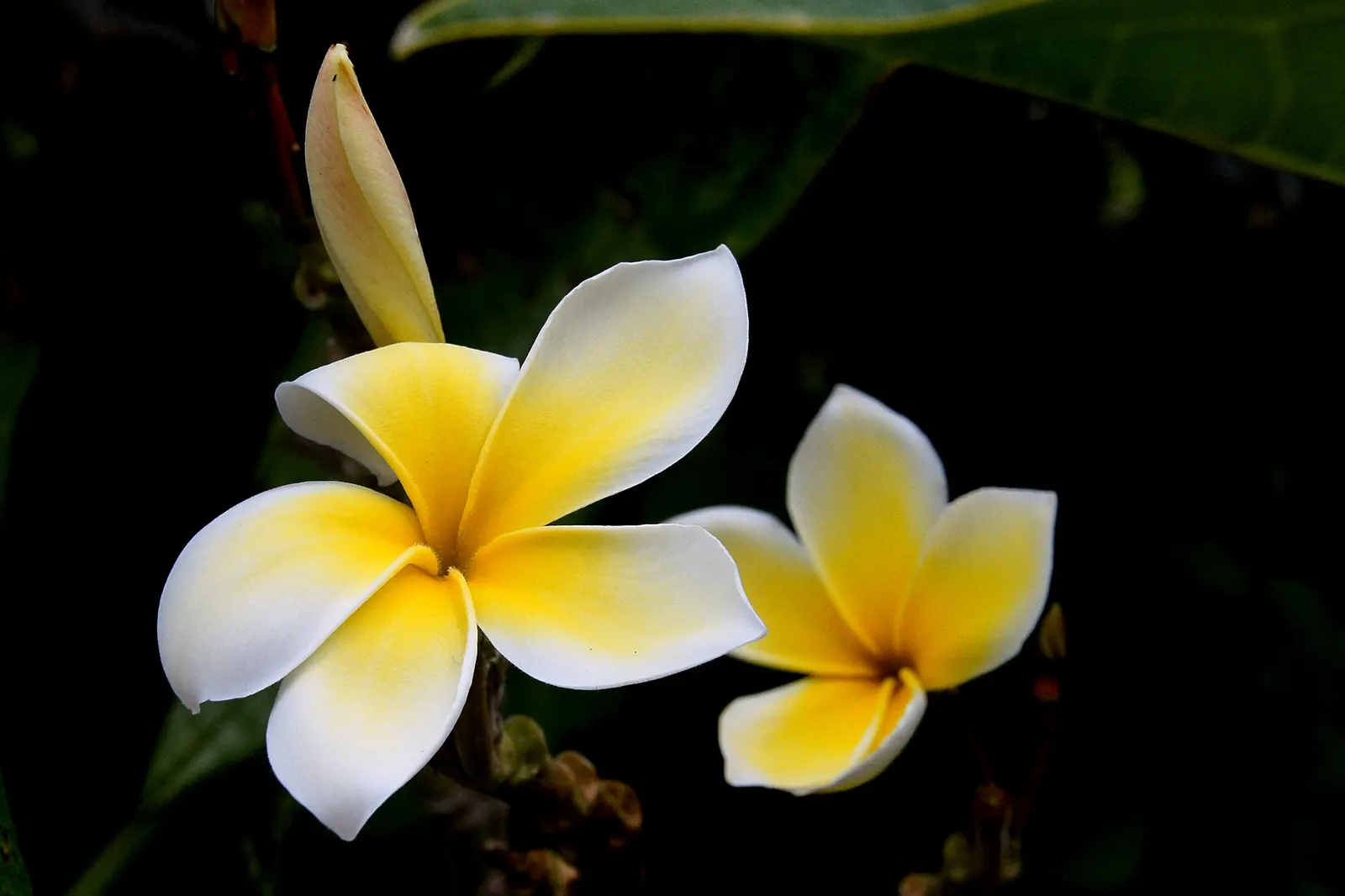 Frangipani (Plumeria Acuminata 'Pink') — albeit with moderation due to its drought-tolerant nature