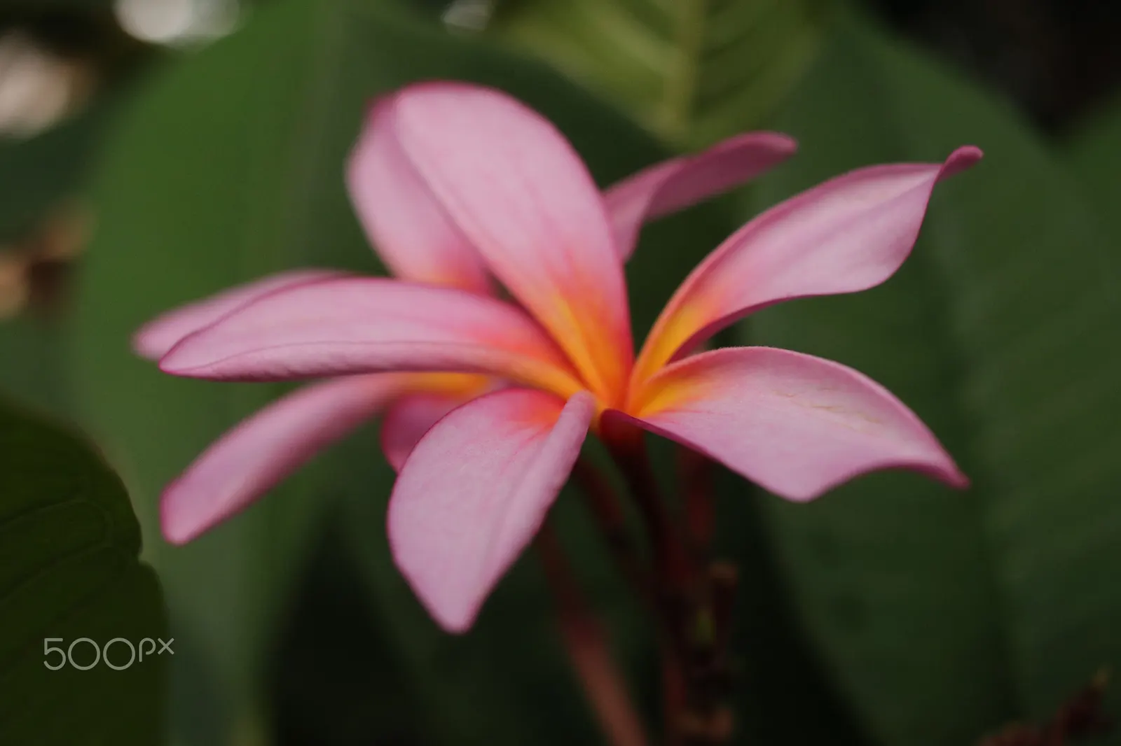 Frangipani (Plumeria Acuminata 'Pink') — Adds exotic charm to any landscape design with its alluring scent and striking appearance; is a captivating tropical