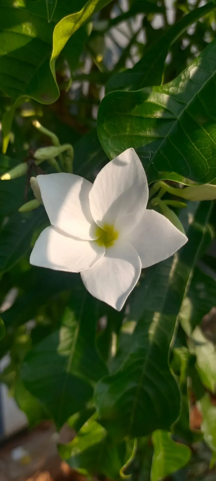 Frangipani (Plumeria Acuminata 'Pink') — Requires well-draining soil