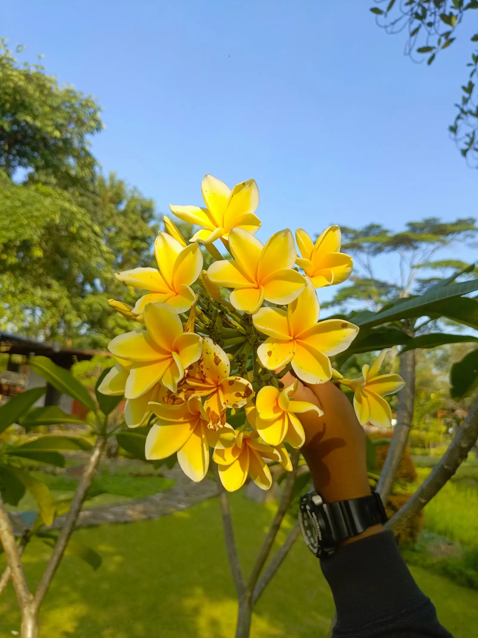 Frangipani (Plumeria Acuminata 'Pink') — each petal delicately graduating to a pale yellow at the center