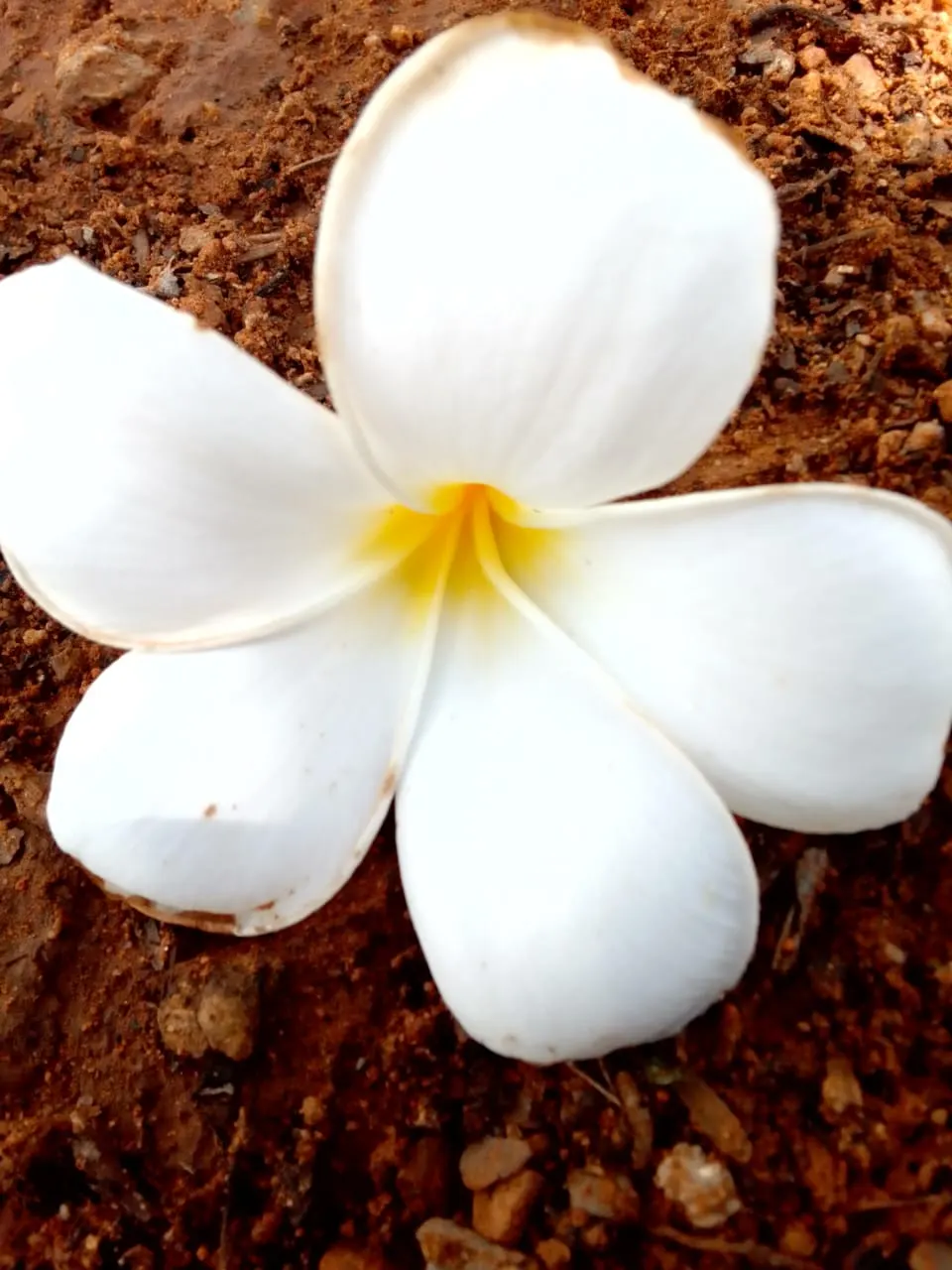 Frangipani (Plumeria Acuminata 'Pink') — is an evergreen tropical shrub known for fragrant; requires well-draining soil