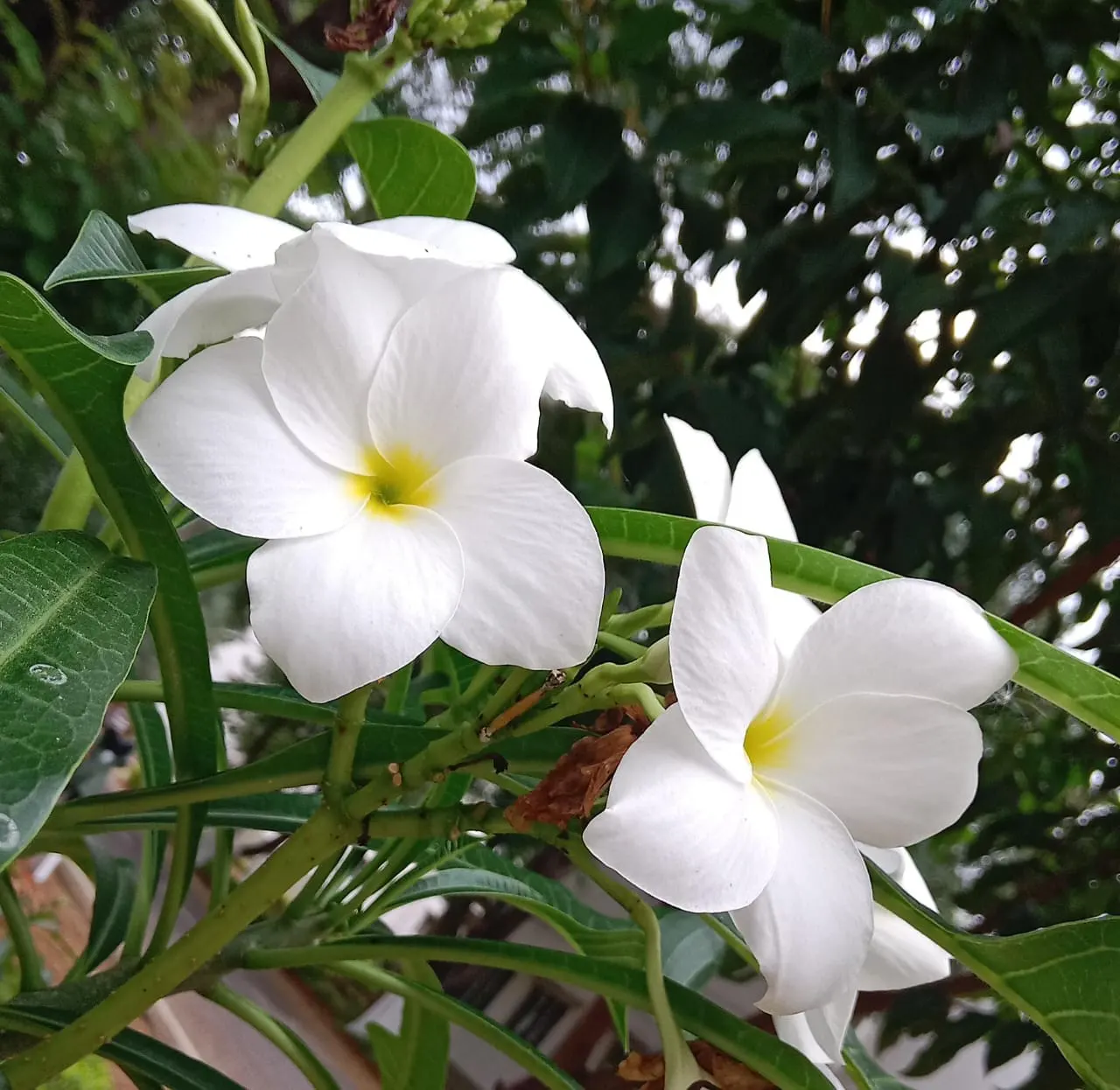 Frangipani (Plumeria Acuminata 'Pink') — Requires well-draining soil; thrives in full sun, reaching up to 20 ft high with minimal cold tolerance