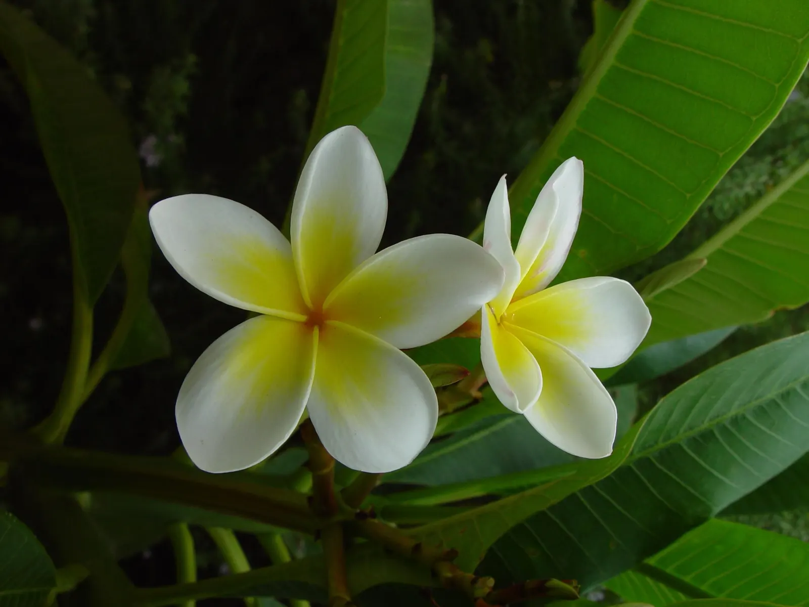 Frangipani (Plumeria Acuminata 'Pink') — pink flowers in the garden