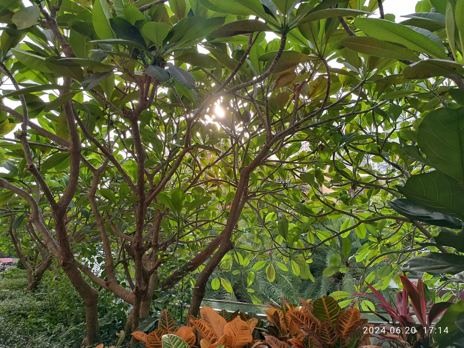 Frangipani (Plumeria Acuminata 'Pink') — vibrant pink blossoms and leathery leaves