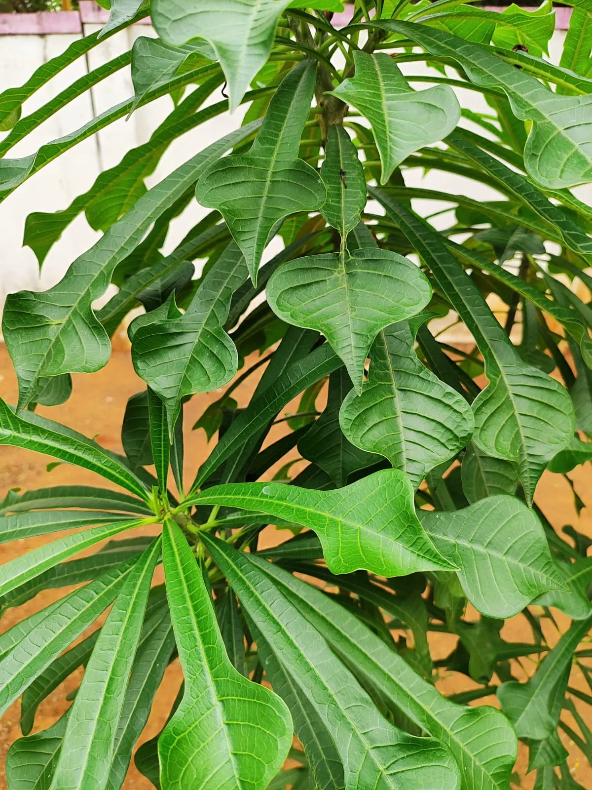 Frangipani (Plumeria Acuminata 'Pink') — Blooms prolifically in summer, attracting pollinators; clients will appreciate its low maintenance requirements and