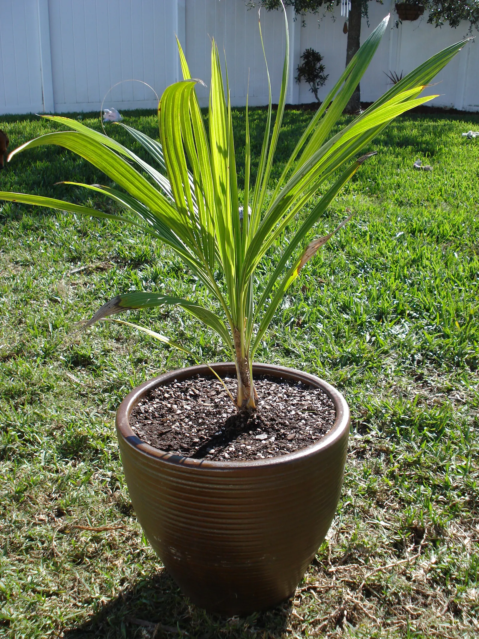 High Plateau Coconut Palm (Beccariophoenix Alfredii) — pinnate fronds year-round