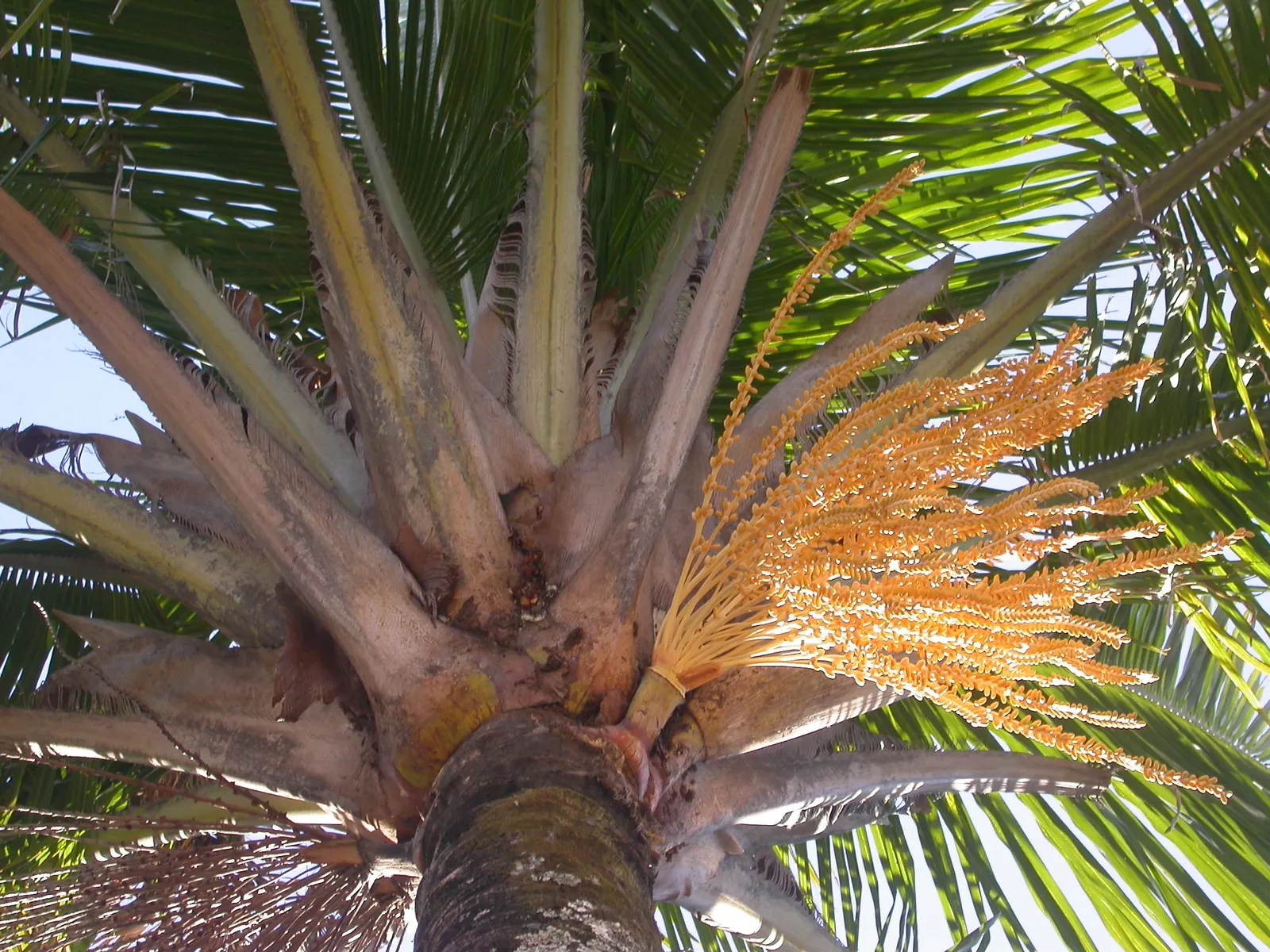 High Plateau Coconut Palm (Beccariophoenix Alfredii) — Grows to 40ft, with a 20ft spread