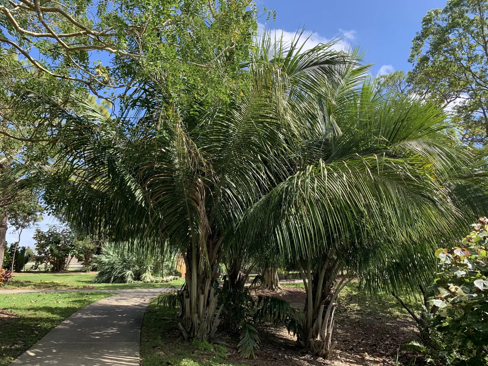 High Plateau Coconut Palm (Beccariophoenix Alfredii) — exotic focal point in a landscape