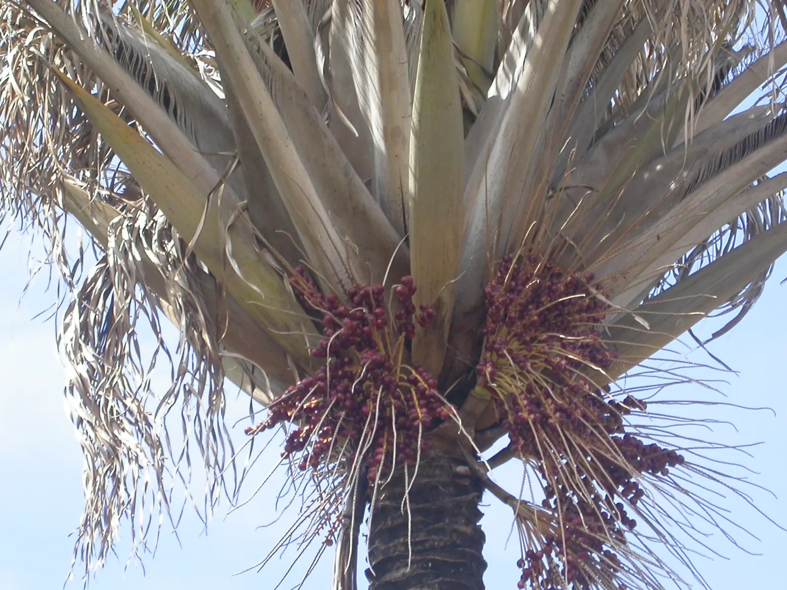 High Plateau Coconut Palm (Beccariophoenix Alfredii) — This cold-tolerant palm favors full sun, well-drained soil, and occasional watering