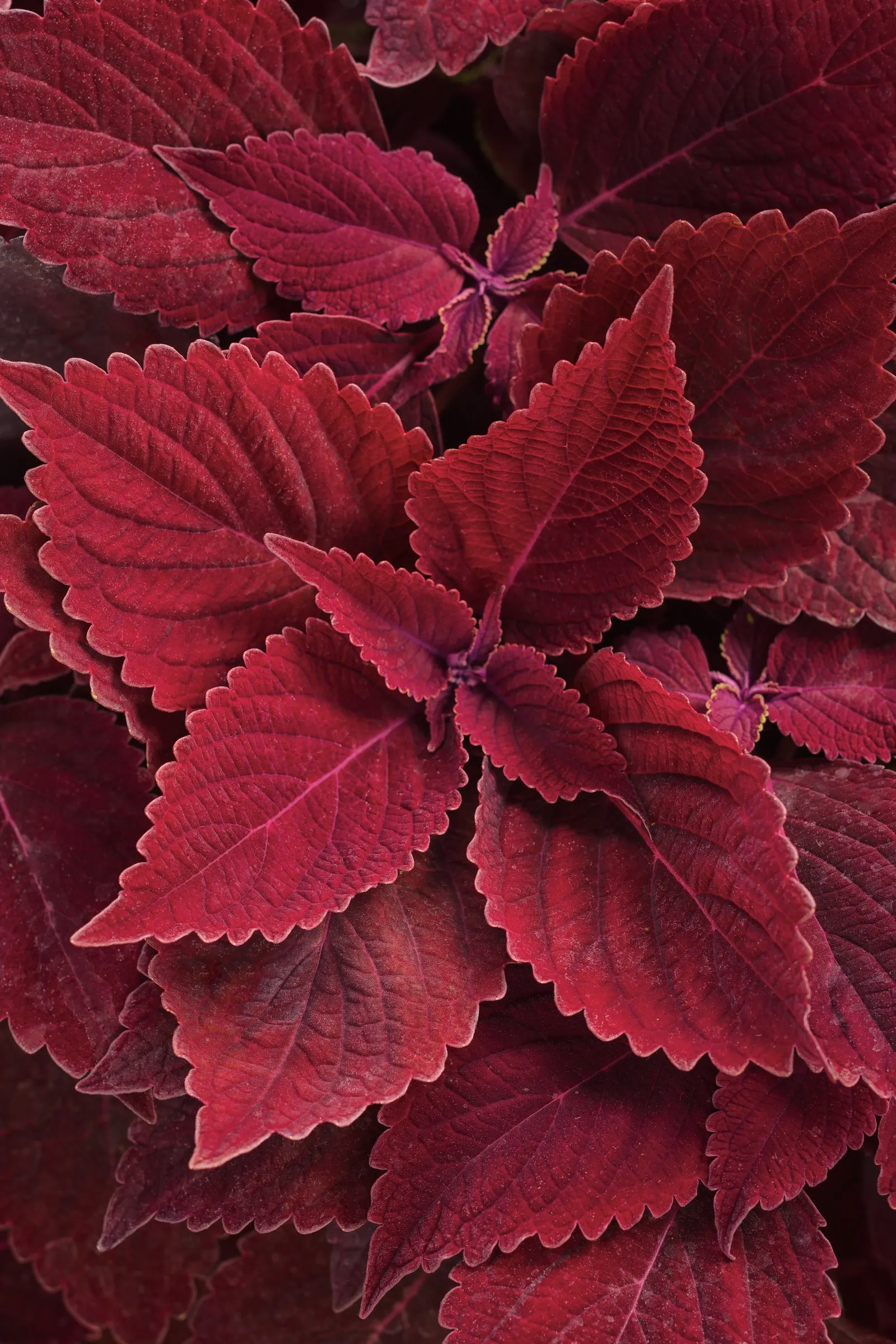 Rediculous® Coleus (Coleus scutellarioides) — and because it is selected to bloom late in the season or not at all; woven through perennial beds, image 137