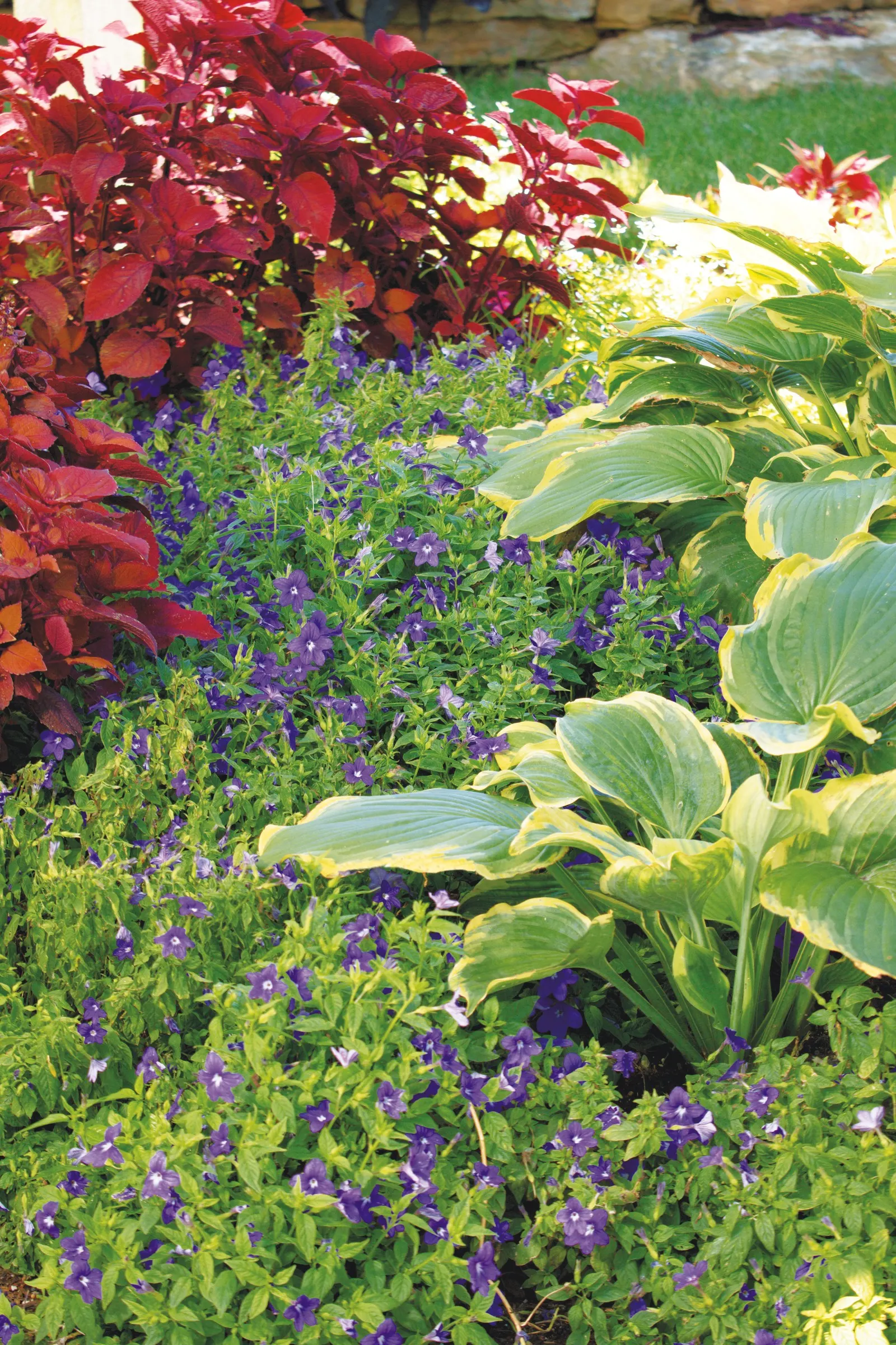 Illumination Bush Violet (Browallia) — Deadheading not necessary for Endless Illumination bush violet