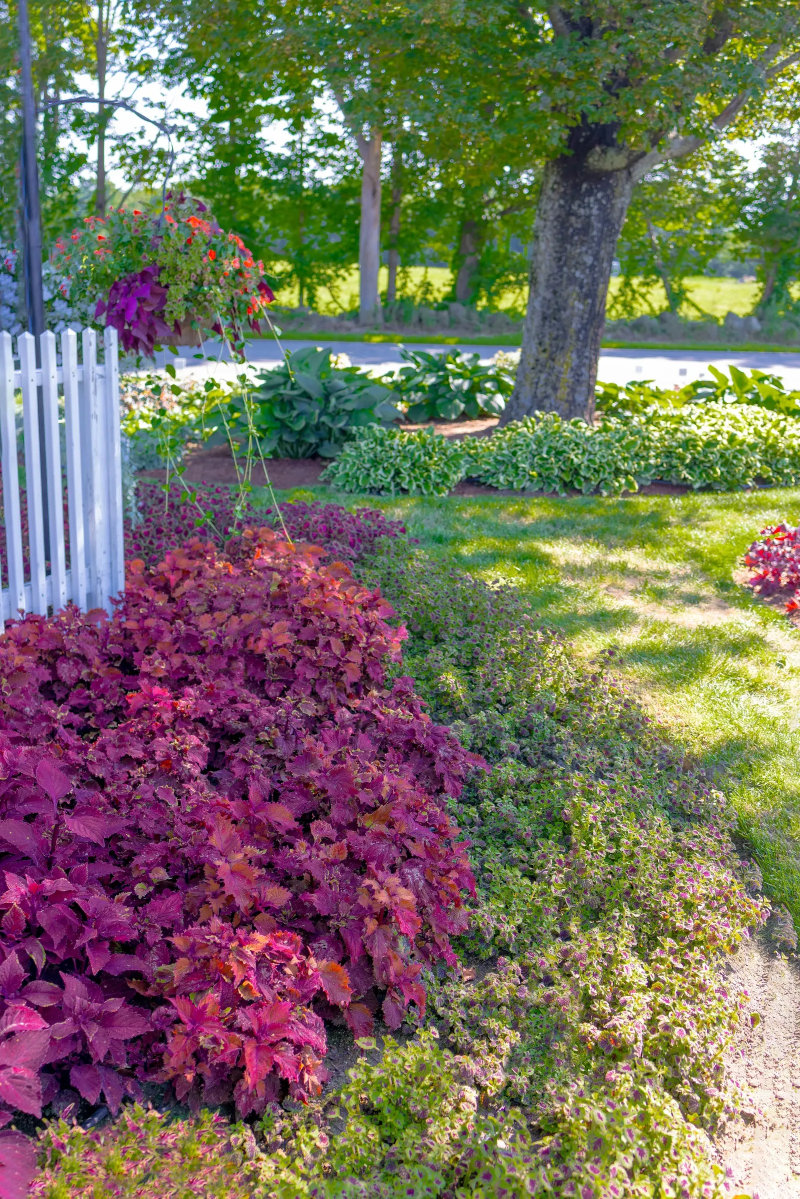 Rediculous® Coleus (Coleus scutellarioides) — and its color transitions beautifully from high summer combinations into autumn pairings with mums, image 123