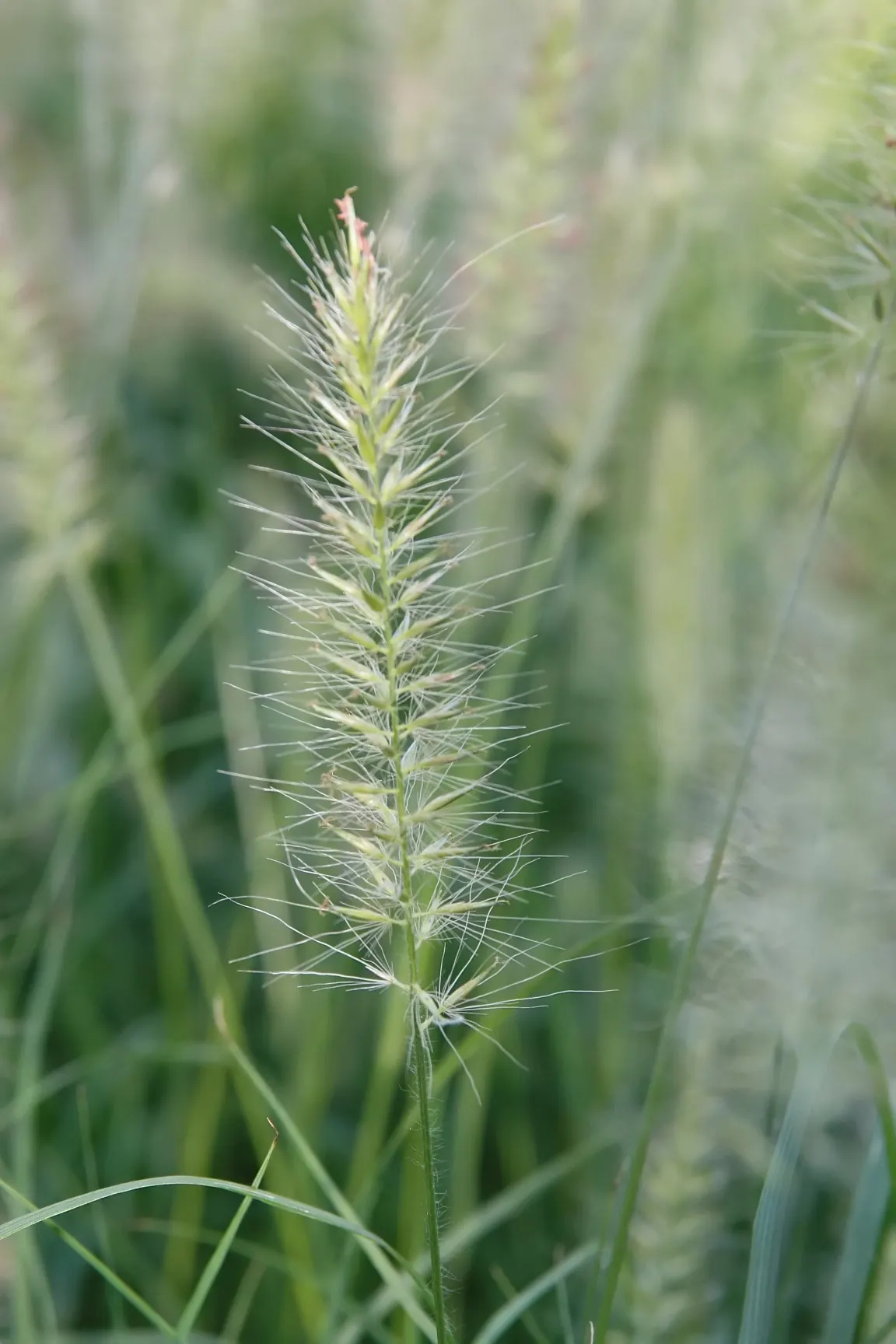 Hameln Dwarf Fountain Grass (Pennisetum alopecuroides 'Hameln') — Drought-tolerant once established