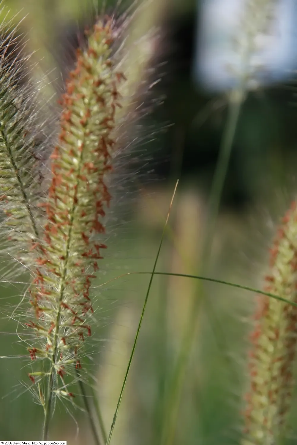 Hameln Dwarf Fountain Grass (Pennisetum alopecuroides 'Hameln') — Its foliage turns golden in fall, adding year-round interest