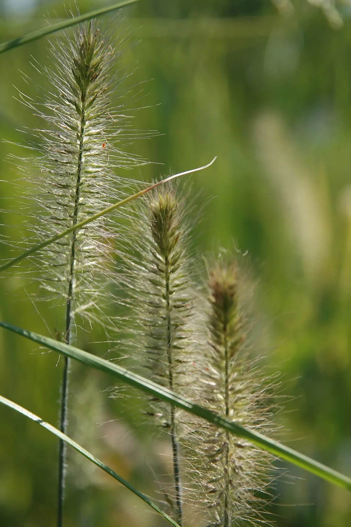 Hameln Dwarf Fountain Grass (Pennisetum alopecuroides 'Hameln') — Graceful, bottlebrush plumes of creamy-tan bloom in late summer