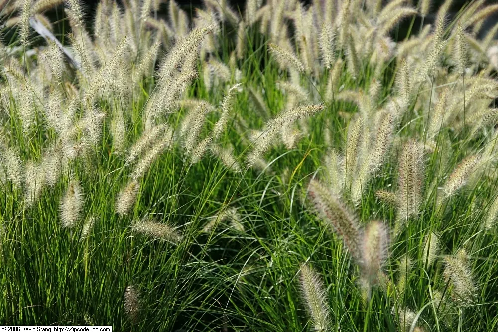 Hameln Dwarf Fountain Grass (Pennisetum alopecuroides 'Hameln') — Ideal for borders, accent planting, or mass landscaping