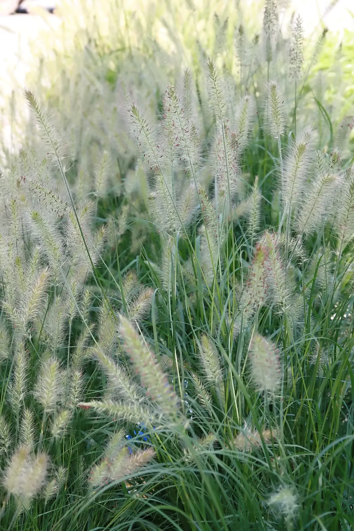 Hameln Dwarf Fountain Grass (Pennisetum alopecuroides 'Hameln') — Prefers full sun and well-drained soil