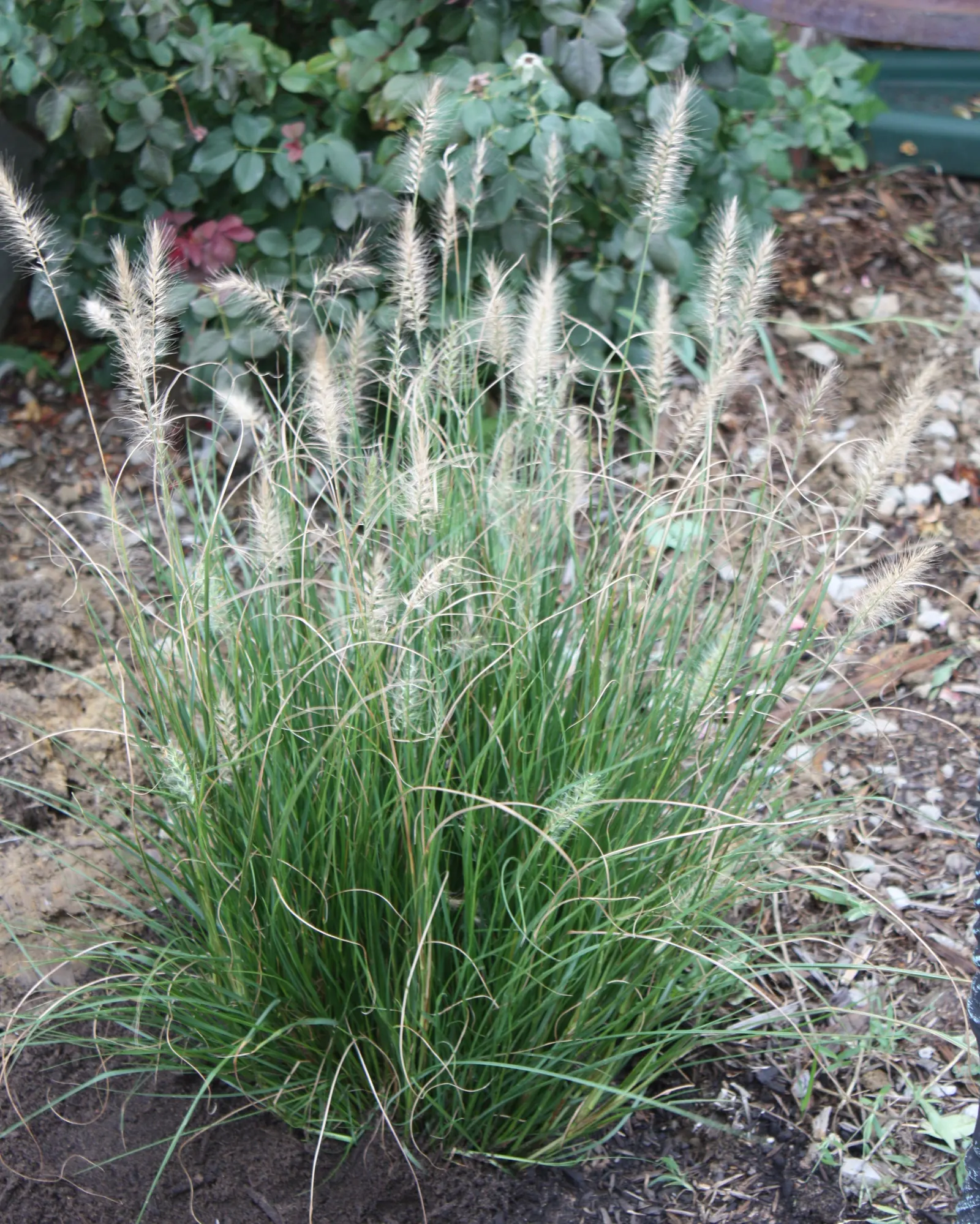 Hameln Dwarf Fountain Grass (Pennisetum alopecuroides 'Hameln') — 'Hameln' Dwarf Fountain Grass (Pennisetum alopecuroides 'Hameln') is a perennial