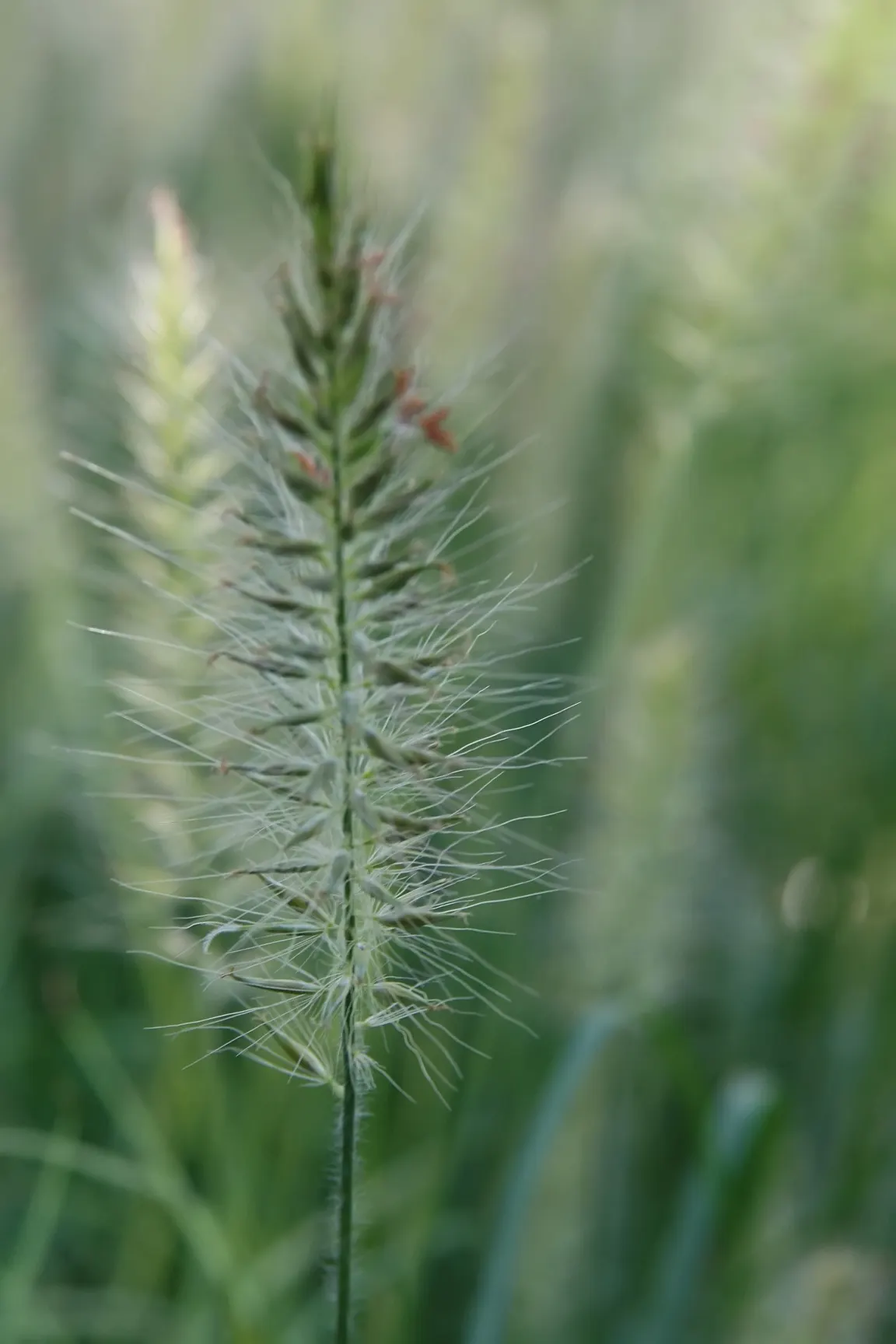 Hameln Dwarf Fountain Grass (Pennisetum alopecuroides 'Hameln') — ornamental grass reaching 2-3 ft in height with a similar spread