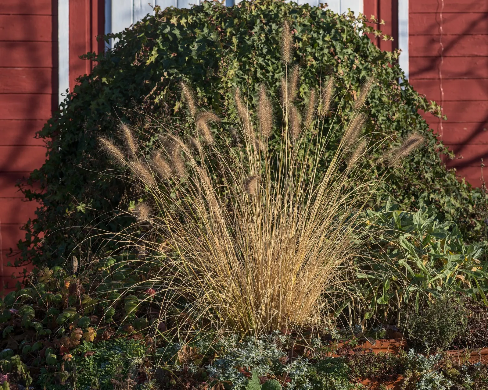 Hameln Dwarf Fountain Grass (Pennisetum alopecuroides 'Hameln') — space specimens approximately 24 inches apart to allow for proper air circulation and full
