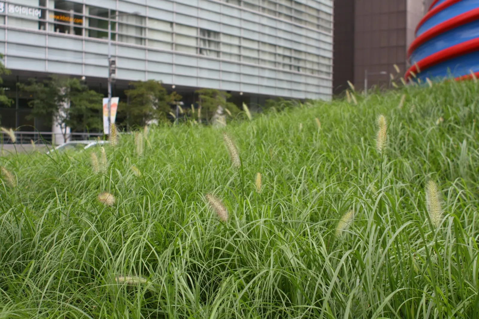 Hameln Dwarf Fountain Grass (Pennisetum alopecuroides 'Hameln') — providing multi-seasonal interest