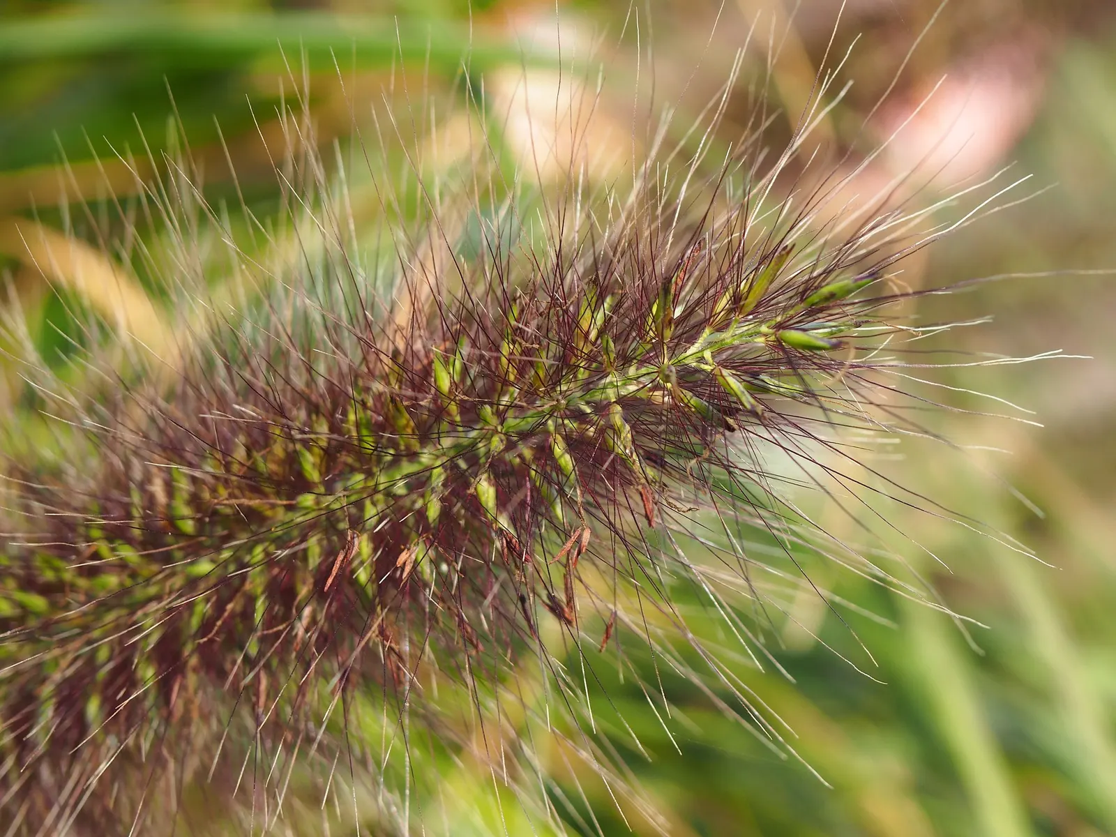 Hameln Dwarf Fountain Grass (Pennisetum alopecuroides 'Hameln') — This practice also encourages more vigorous and healthy spring growth