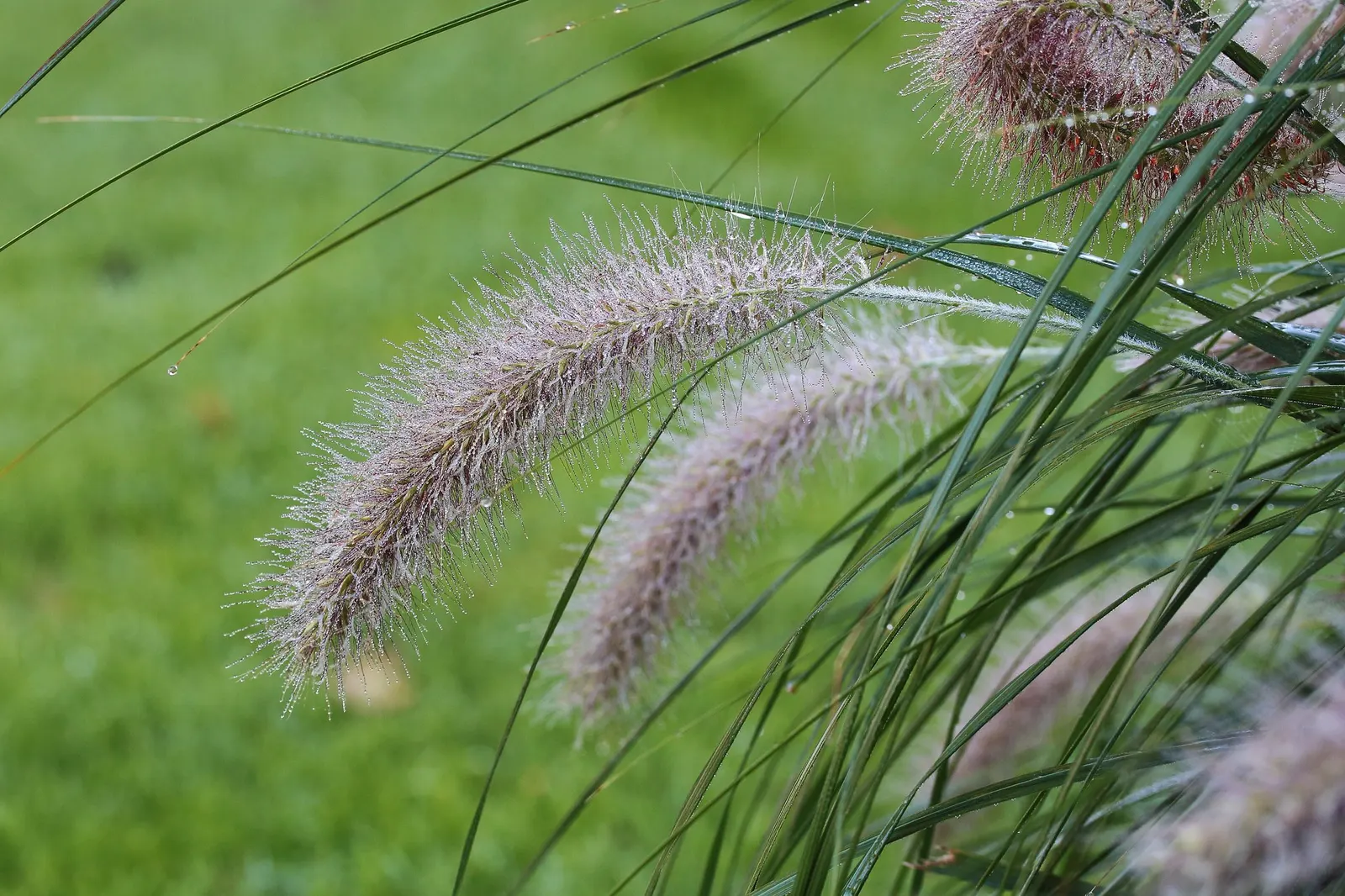 Hameln Dwarf Fountain Grass (Pennisetum alopecuroides 'Hameln') — Minimal maintenance required