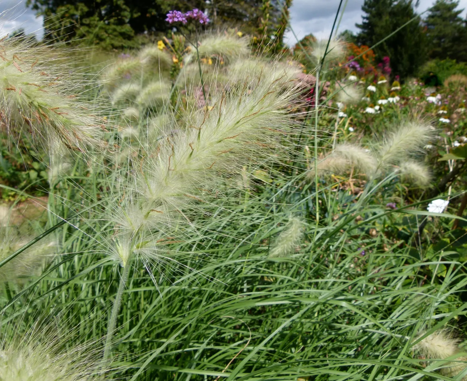 Hameln Dwarf Fountain Grass (Pennisetum alopecuroides 'Hameln') — is a refined ornamental grass prized for its graceful