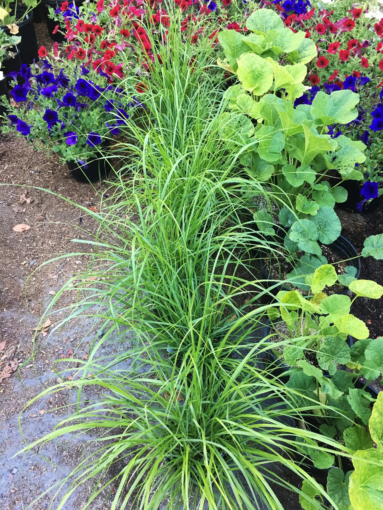 Hameln Dwarf Fountain Grass (Pennisetum alopecuroides 'Hameln') — It's adaptable to a variety of soil types but prefers well-draining ground