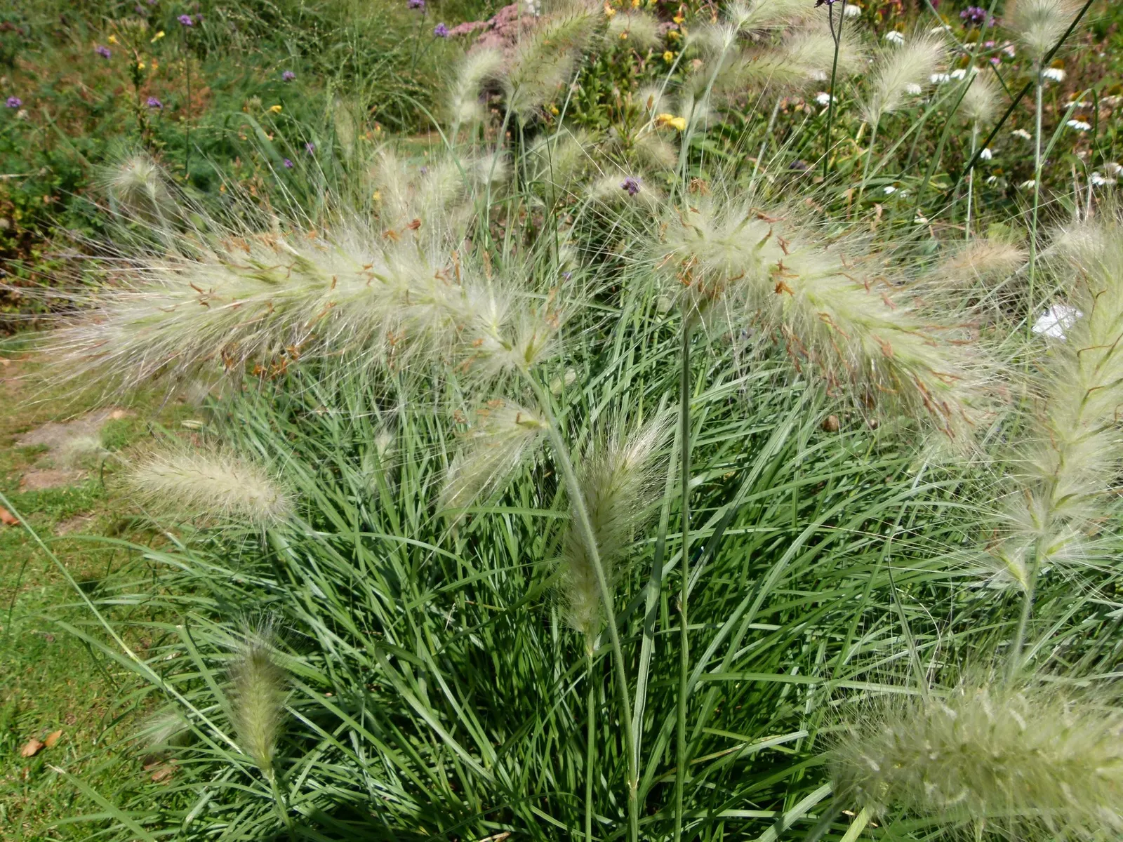 Hameln Dwarf Fountain Grass (Pennisetum alopecuroides 'Hameln') — adding both texture and movement to the landscape