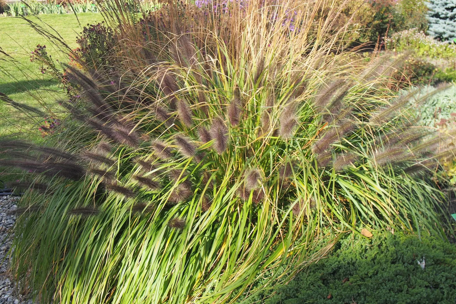 Hameln Dwarf Fountain Grass (Pennisetum alopecuroides 'Hameln') — commonly called Hameln Dwarf Fountain Grass