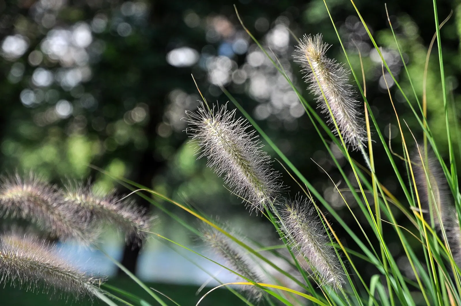 Hameln Dwarf Fountain Grass (Pennisetum alopecuroides 'Hameln') — white flowers in the garden