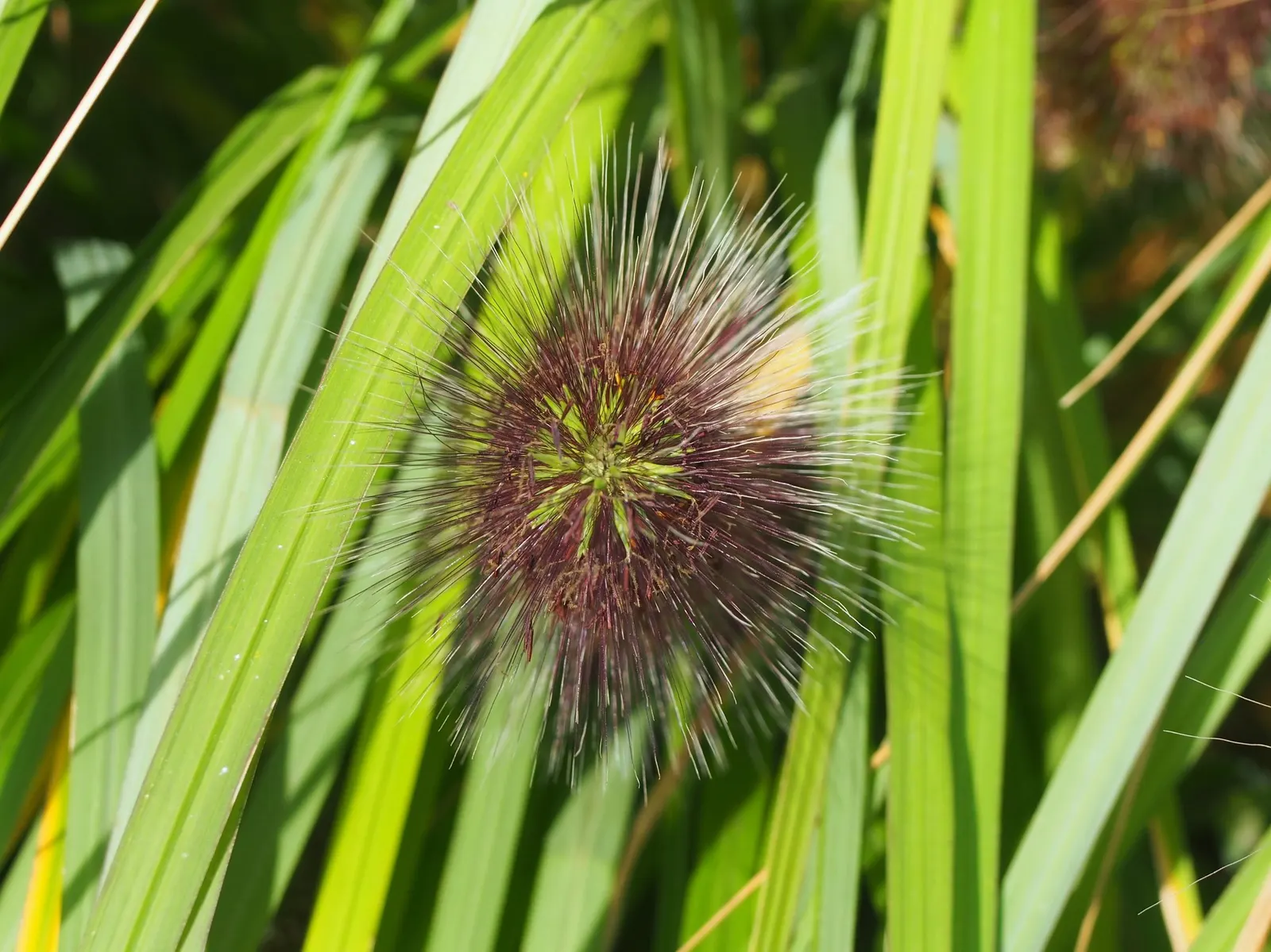 Hameln Dwarf Fountain Grass (Pennisetum alopecuroides 'Hameln') — wheat-colored seed heads that rise above the foliage